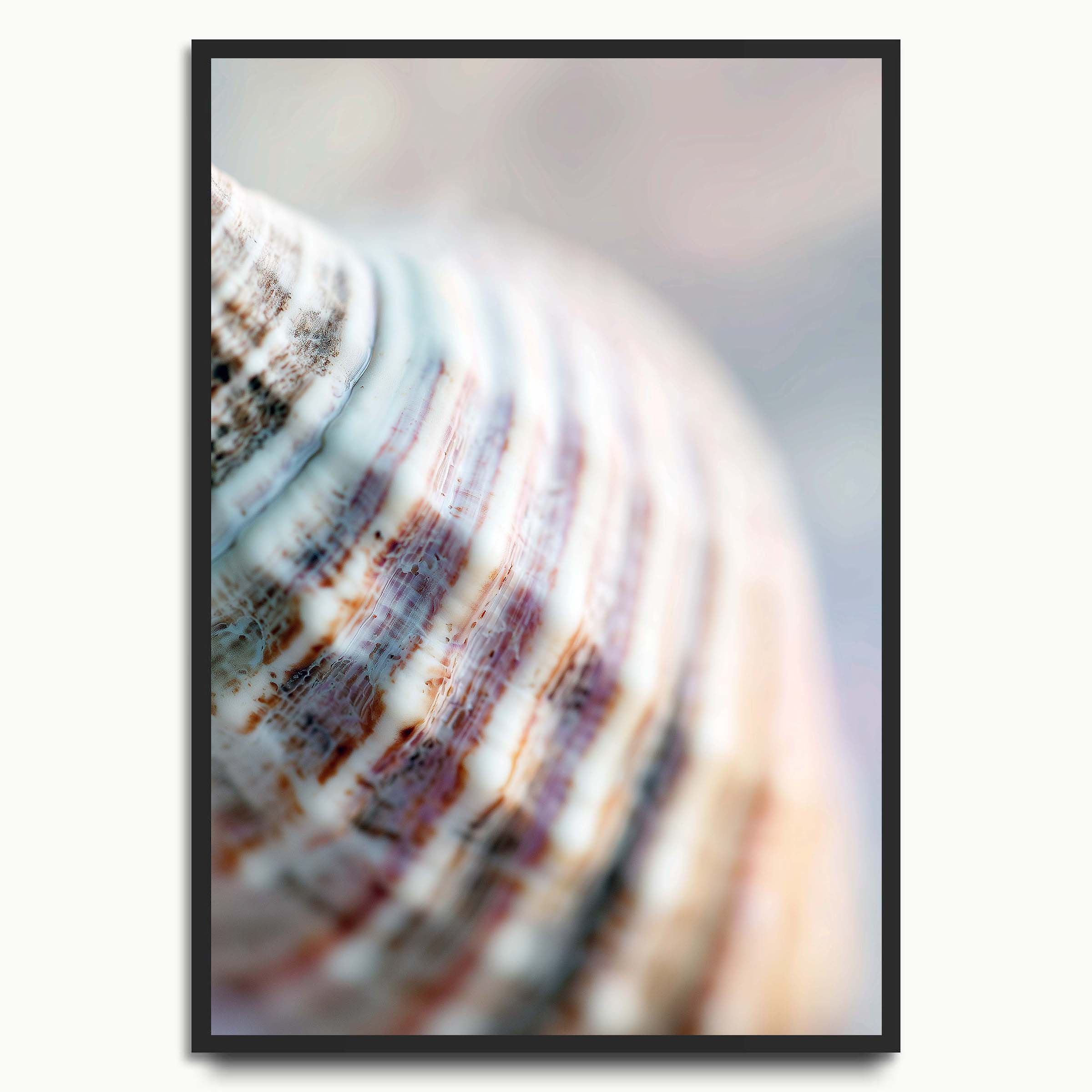 Soft Shell Study