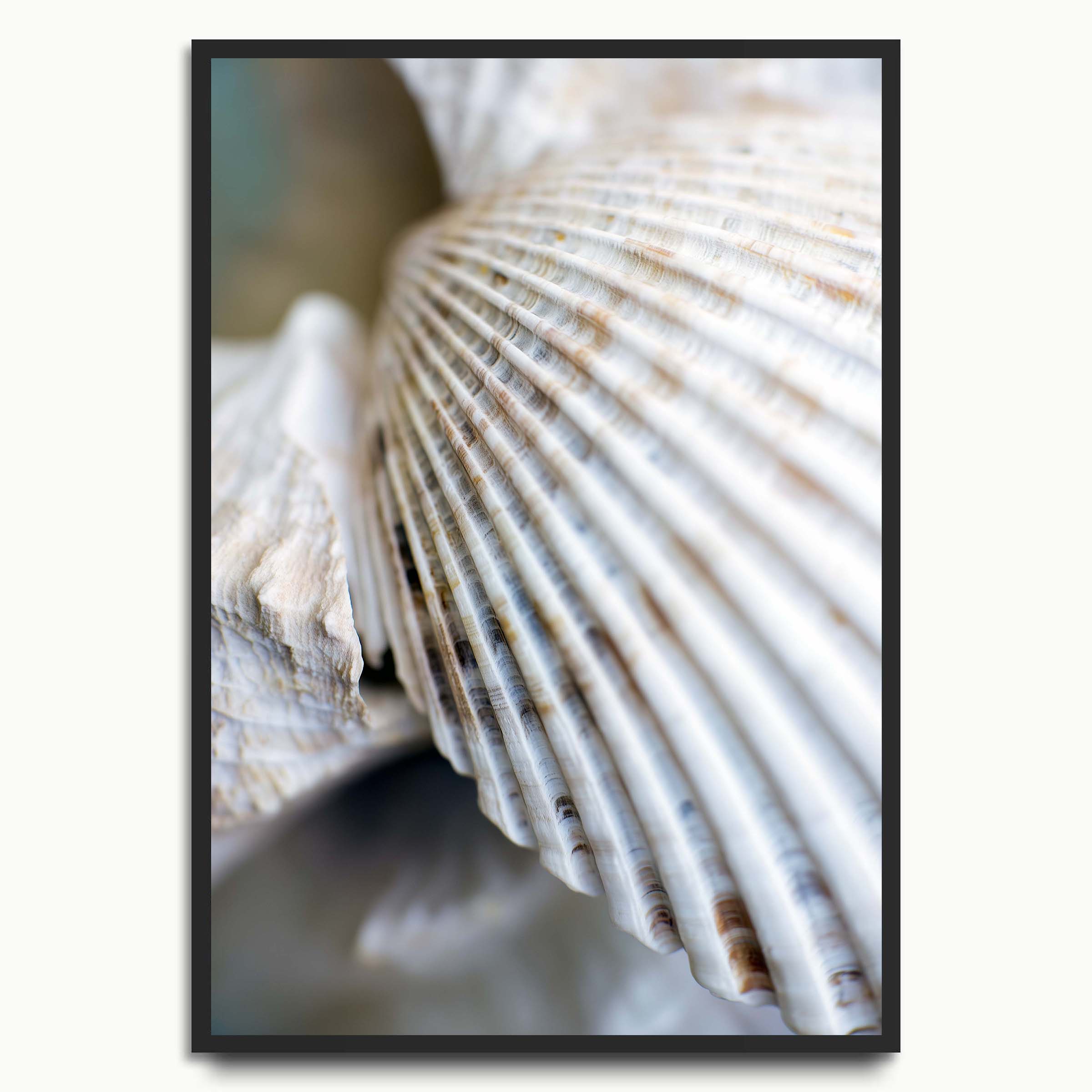 White Shell Ridge