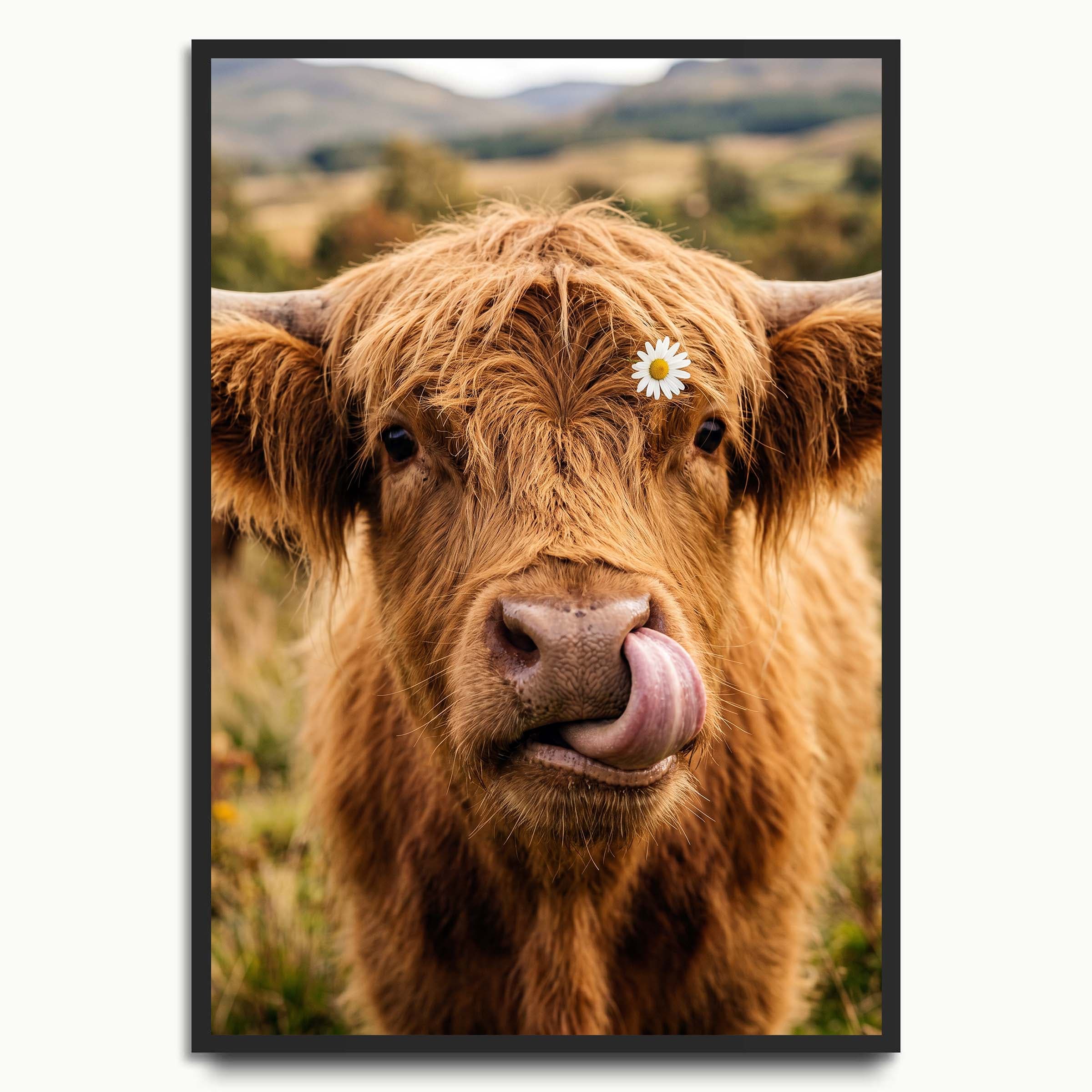 Highland Cow Hello animal art prints