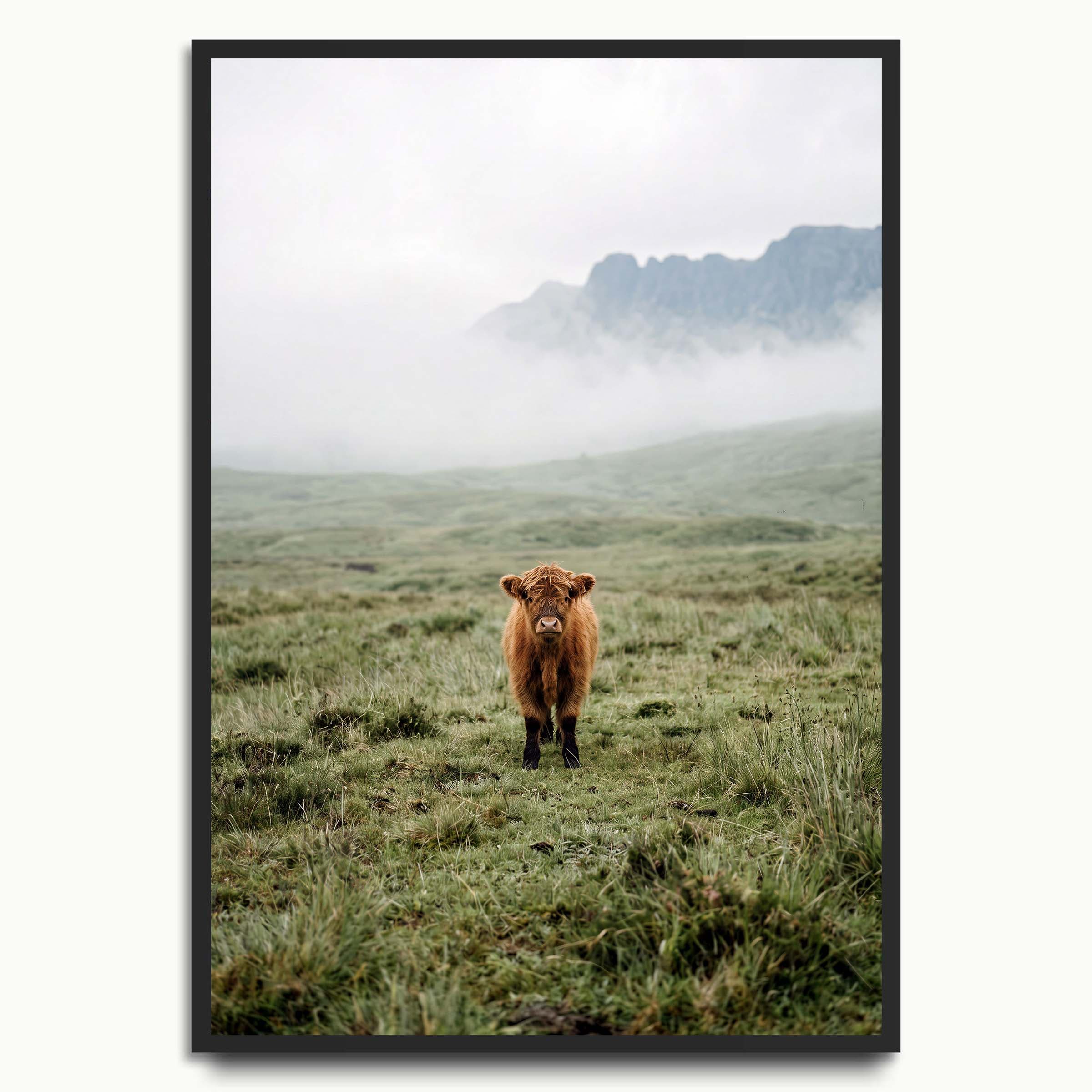Misty Highland Calf animal art prints