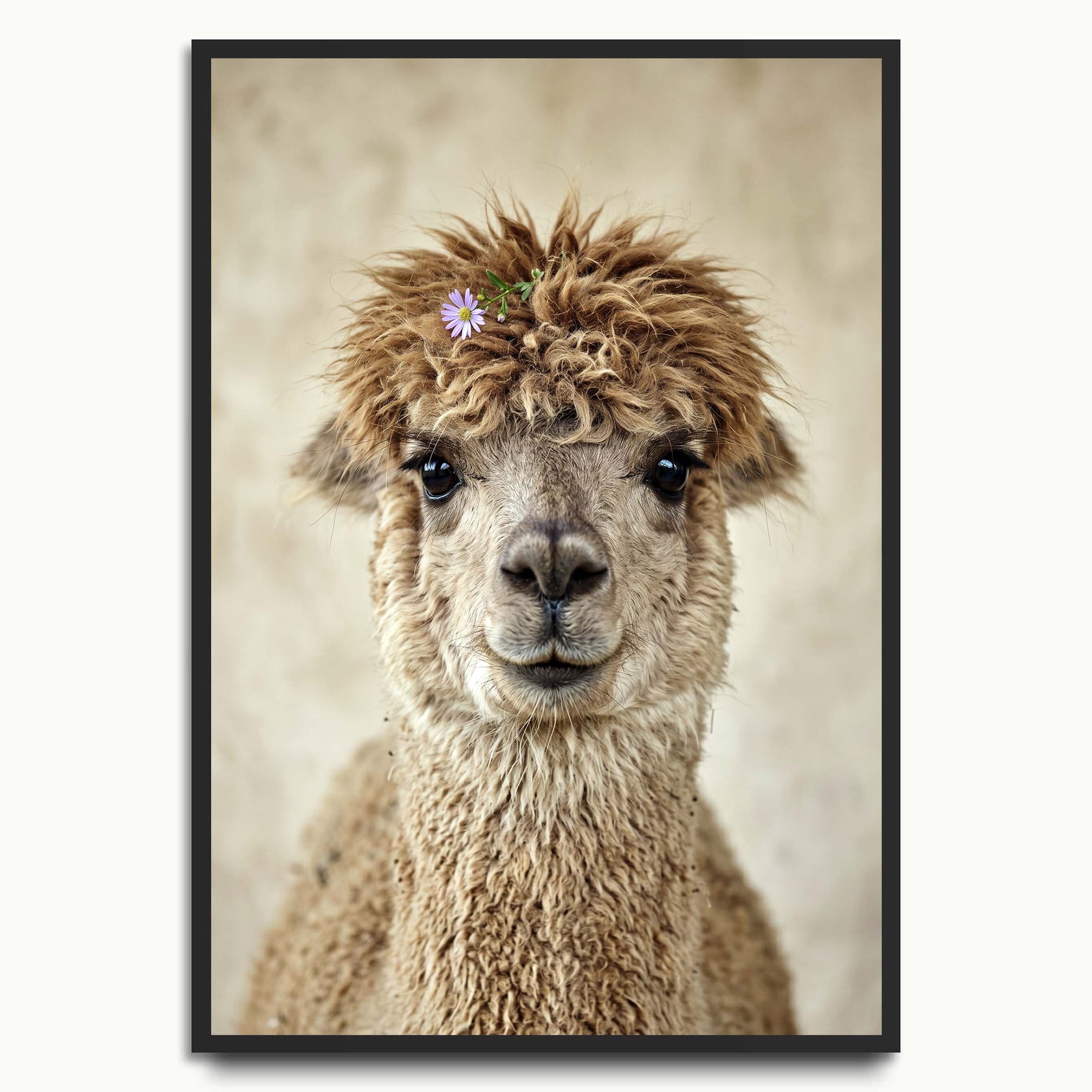 Daisy Alpaca animal art prints