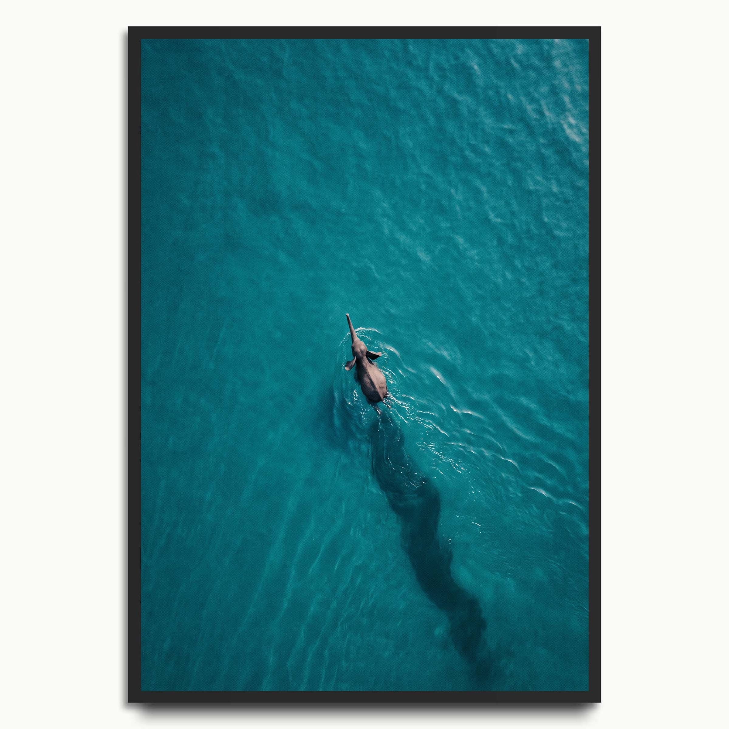 Elephant Swim animal art prints