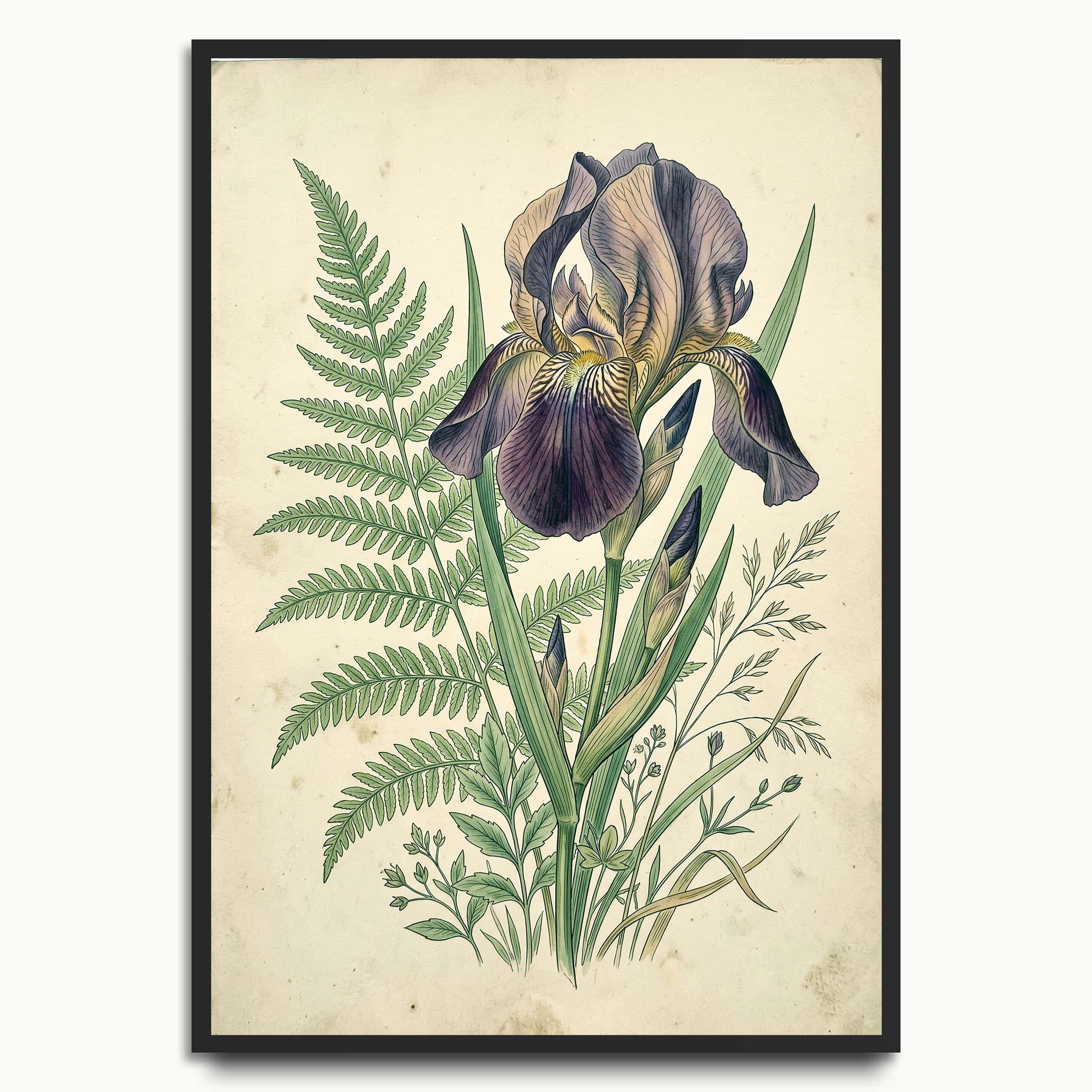 Heritage Iris botanical & flower prints