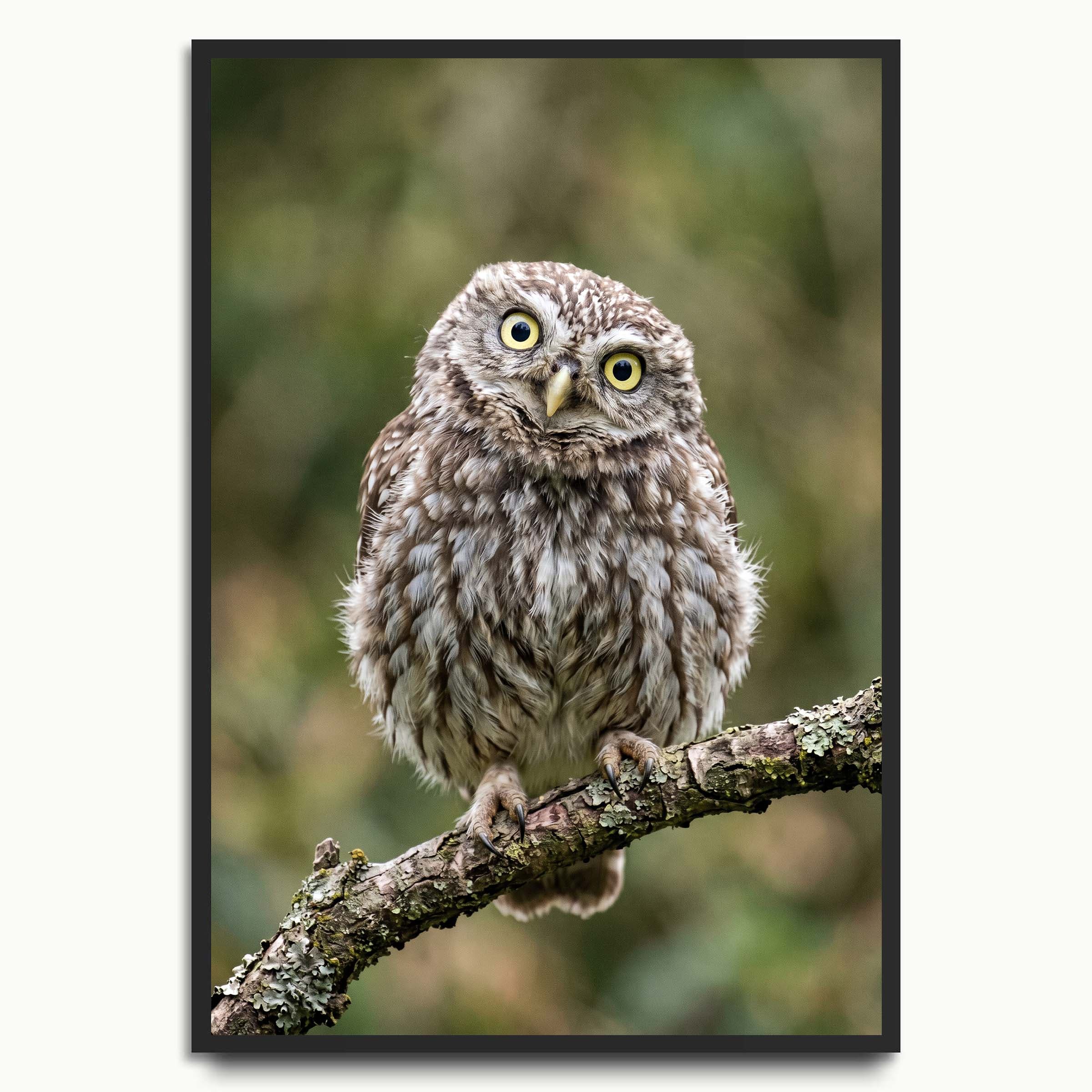 Little Owl Portrait animal art prints
